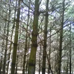 Prairie Trail - Crystal Lake