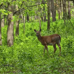 Veterans Acres Park - Crystal Lake