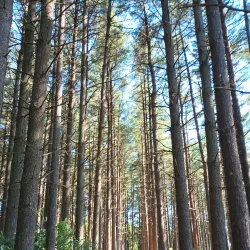 Rock Springs Conservation Area - Decatur