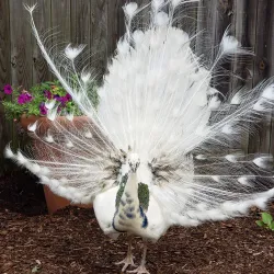 Scovill Zoo - Decatur