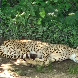 Scovill Zoo - Decatur