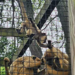 Scovill Zoo - Decatur