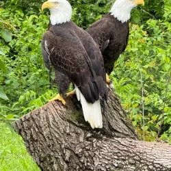 Scovill Zoo - Decatur