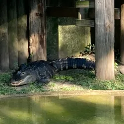 Scovill Zoo - Decatur