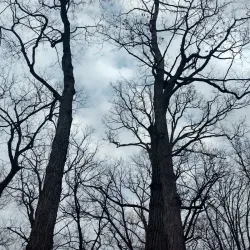 Cook County Forest Preserves - Deerfield Area - Deerfield