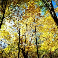 Cook County Forest Preserves - Deerfield Area - Deerfield