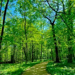 Edward L. Ryerson Conservation Area - Deerfield