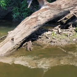 Des Plaines River Trail - Des Plaines