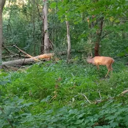 Des Plaines River Trail - Des Plaines