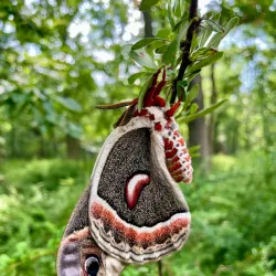 Des Plaines River Trail - Des Plaines