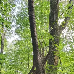 Des Plaines River Trail - Des Plaines