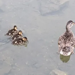 Lake Opeka - Des Plaines