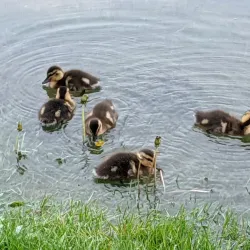 Lake Park - Des Plaines