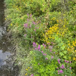 River Trails Park District - Des Plaines