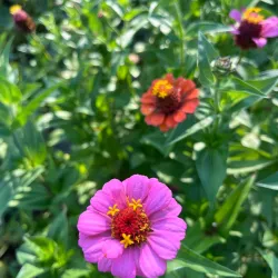 River Trails Park District - Des Plaines