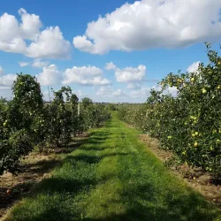 Tanner's Orchard - Des Plaines