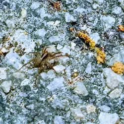 Dixon Farmers Market - Dixon