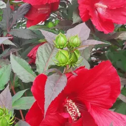 Dixon Riverfront Park - Dixon