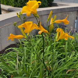 Dixon Riverfront Park - Dixon