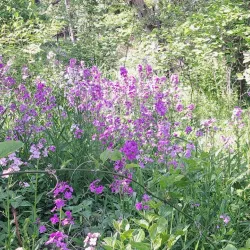 Rock River Recreation Path - Dixon