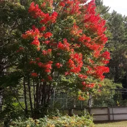 Dwight Community Center - Dwight