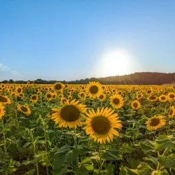 Weldon Spring Conservation Area - East St Louis