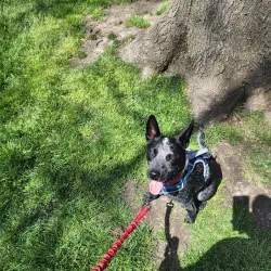 City Park - Edwardsville