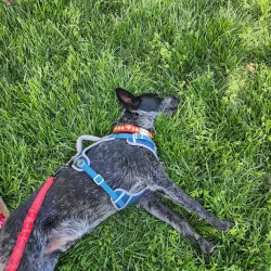 City Park - Edwardsville