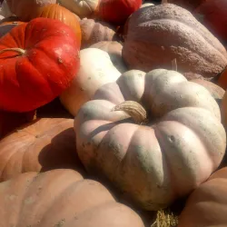 Edwardsville Farmers Market - Edwardsville