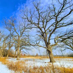 Nippersink Forest Preserve - Fox River Grove