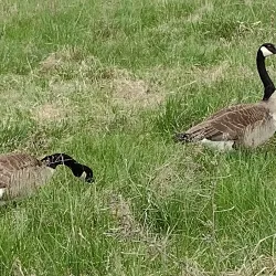 Nippersink Forest Preserve - Fox River Grove