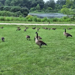 Nippersink Forest Preserve - Fox River Grove