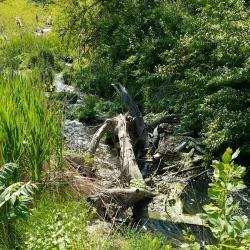 Illinois and Michigan Canal Trail (nearby) - Franklin Park