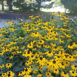 North Park - Franklin Park