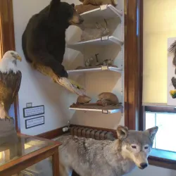 Hamilton Historical Museum - Hamilton