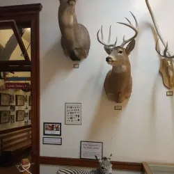 Hamilton Historical Museum - Hamilton