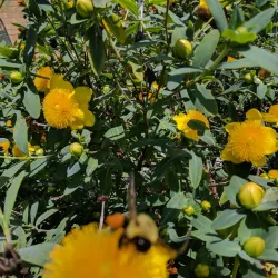 Benedict Park - Hinsdale