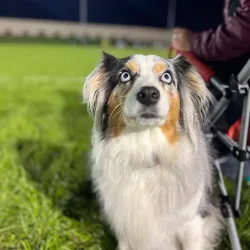 Benedict Park - Hinsdale