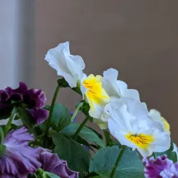 Downtown Hinsdale - Hinsdale