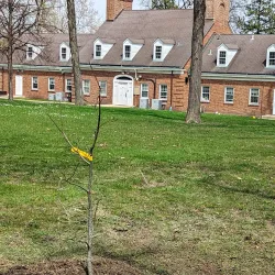 Memorial Park - Hinsdale