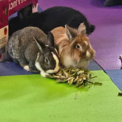 The Hinsdale Humane Society - Hinsdale