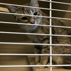 The Hinsdale Humane Society - Hinsdale