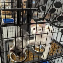 The Hinsdale Humane Society - Hinsdale