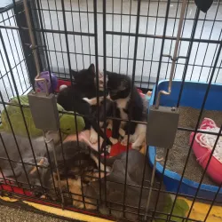 The Hinsdale Humane Society - Hinsdale