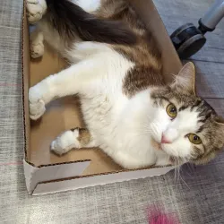 The Hinsdale Humane Society - Hinsdale