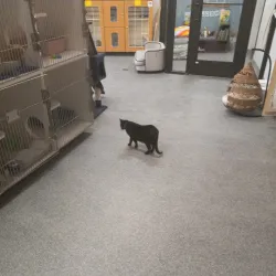 The Hinsdale Humane Society - Hinsdale