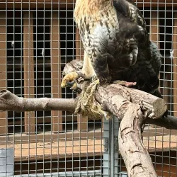 Pilcher Park Nature Center - Joliet