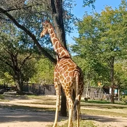 Brookfield Zoo (nearby) - La Grange Park