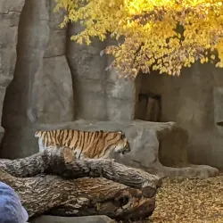 Brookfield Zoo (nearby) - La Grange Park