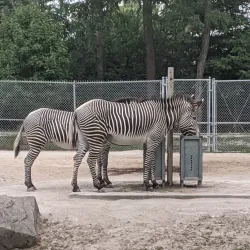 Brookfield Zoo (nearby) - La Grange Park